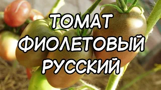Томат Фиолетовый Русский. Урожайный и мощный сорт тёмных томатов!