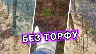 Лохина без торфу  Голубика без торфа