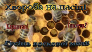 Незрозуміла хвороба на пасіці! Розплід  печатної личинки пошкоджений!