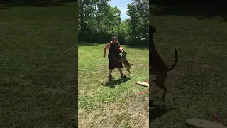 9 month old, 45lb., female malinois bringing the heat