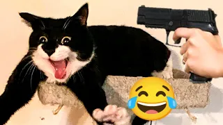 New Funny Animals 2024😜🙀 #Funniest Cutest Cats and Dogs🐈Part 116