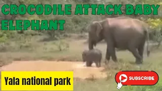 Crocodile  attack Baby Elephant  in Yala national park Sri Lanka 🇱🇰 .