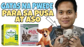 BAWAL AT PWEDE NA GATAS PARA SA MGA PUSA AT ASO | HOW SAFE IS HUMAN MILK IN CATS | KITTEN MILK