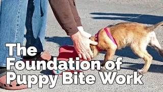The Foundation of Puppy Bite Work I Lecture taken from DVD