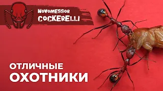 ЭТИМ МУРАВЬЯМ ПО ЗУБАМ ДАЖЕ КРУПНАЯ ДОБЫЧА | Novomessor cockerelli