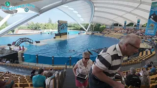 Killer whale show at Loro Park in Tenerife - full video presentation, where to buy tickets - 4k