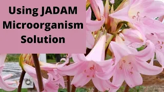 Using JADAM Microorganism Solution