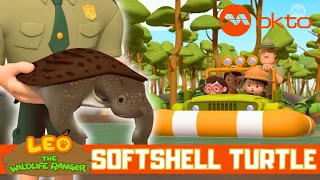 Cute! These TURTLES' shells are so SOFT! | Leo the Wildlife Ranger Spinoff S5E01 | @mediacorpokto