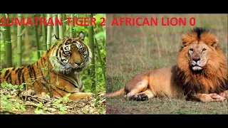 Sumatran Tiger vs African Lion - Classic Footage Sumatran Tiger 2  African Lion 0