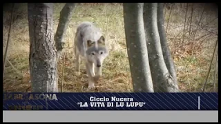 Calabria Sona Music Channel - La Vita Di Lu Lupu - Ciccio Nucera
