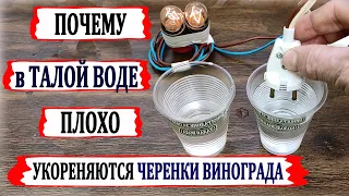 🍇 Никогда не укореняй в ЭТОЙ ВОДЕ черенки винограда. Талая, снежная вода. Почему от нее такой вред?