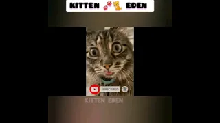 funniest cats videos 😺😍 |funny cat 2023 | ‎funny animals | @kitteneden #shorts  #04