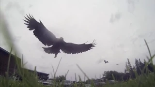 Орел украл видеокамеру  Eagle stole the camcorder