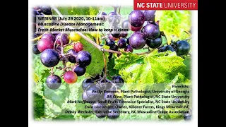 NC State Webinar: Disease control of fresh-market muscadine grapes