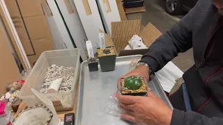 new cactus unboxing