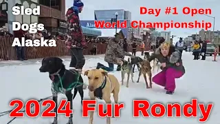 Live - Day #1 Start 2024 Fur Rondy Open World Campionship Sled Dog Footage #sleddogs