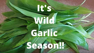 How to make Wild Garlic Pesto and Garlic Butter.,Foraging