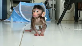 Newborn Baby Monkey Chika learns to walk (CHIRO #145)