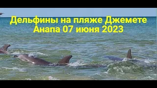 Дельфины на пляже Джемете , Анапа ) 07.06.2023