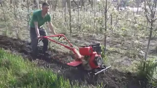 Культивація міжряддя в саду мотоблоком.