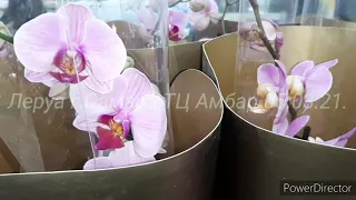 Орхидеи! Свежий завоз в Леруа 5 марта 2021г.