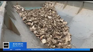 Eye on Earth: Recycling used oyster shells on Cape Cod