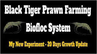 Black Tiger Prawn Farming in Biofloc - 20 Days Growth Update