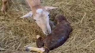 Помощь при нормальных родах у катумских овцематок.