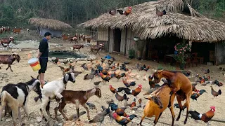 Let the goats mate! Tame wild chickens! Build a farm