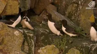 A guillemot chick's heart-stopping leap from 400 feet | Highlands - Scotland's Wild Heart