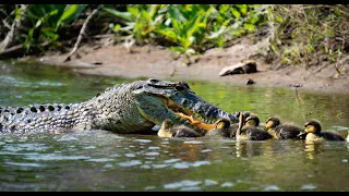 Crocodile Eating baby ducks! #gatorland #crocodile #crocodiles
