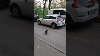 "3 кота"- наша версия!)