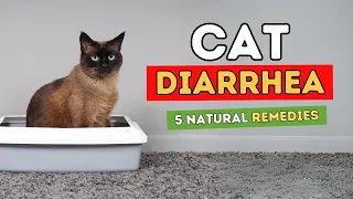 5 Remedies for Cat Diarrhea