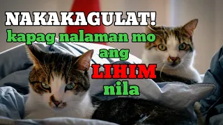 MAY ISANG LIHIM ANG MGA PUSA - HEALING POWERS NA NGAYON MO LANG MALALAMAN