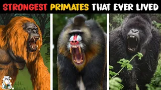 10 Strongest Monkeys and Apes That Ever Lived