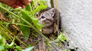 Rescuing a kitten that was heartlessly abandoned by its owner