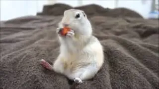 Prairie Dog eats carrot