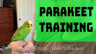 Teaching a parakeet (budgie) a new phrase and reinforcing old ones