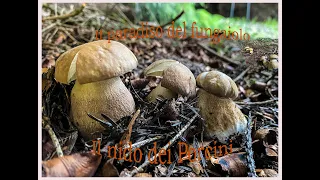 ⚡⚡Il Nido dei porcini. Il paradiso del fungaiolo. Luglio 2023  Video 4K UHD🍄🍄