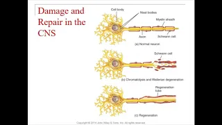 Chapter 12   Nervous Tissue Part 6