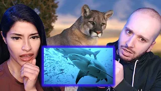 British Couple Reacts to Animals Only Found In America