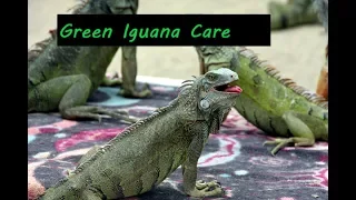 How to care for green Iguana. Quick care guide for green Iguanas.