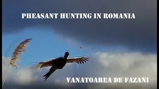 Pheasant Hunting In Romania (Vânătoarea de Fazani), with Norbert Simon V351