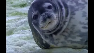 Weddell Seals in Antarctica | Deep into the Wild | BBC Earth
