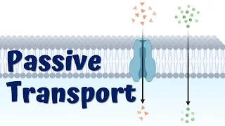 Passive Transport Animation