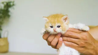 Kitten Pudding Wants To Be The "Lion King" To Protect The Chicks