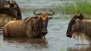 Miedo en la Sabana  |  Documental de Animales 2023 HD