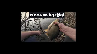 Karšių žvejyba Nemune