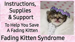 How To Save A Fading Kitten - Treatment Instructions, Supply List, Support - Fading Kitten Syndrome