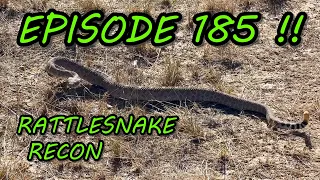 The RATTLESNAKE MINE Actually Has Real Rattlesnakes!
